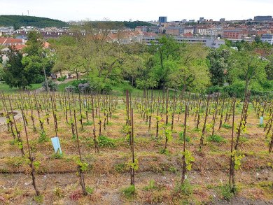 Bursa Park ve Bahçeler İçin Estetik Ahşap Kamelya Modelleri ve Fiyatları