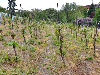 Bursa Park Bahçe İçin Hava Şartlarına Dayanıklı Kauçuk Zeminli Pergola Modelleri